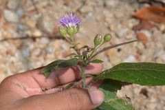 Lamprachaenium microcephalum